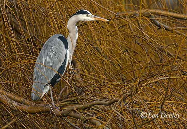 birds034