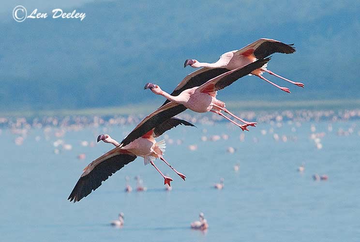 birds076