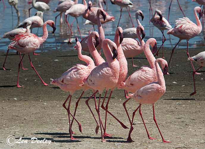 birds077