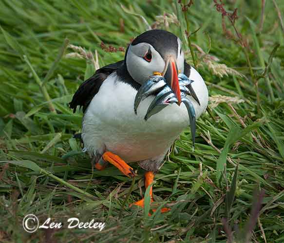 collberwick2014june01