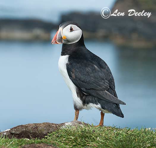 collberwick2014june02