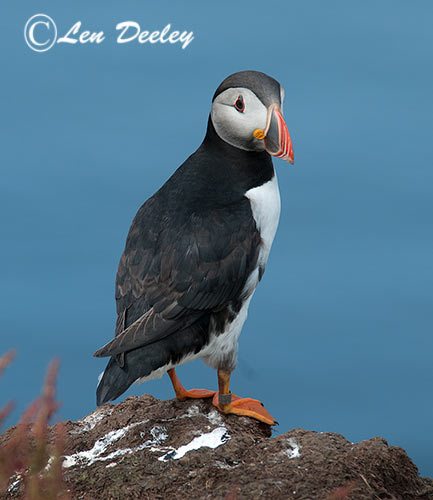 collberwick2014june03