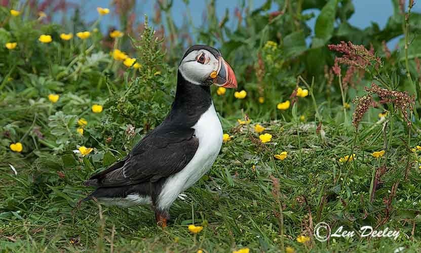 collberwick2014june03