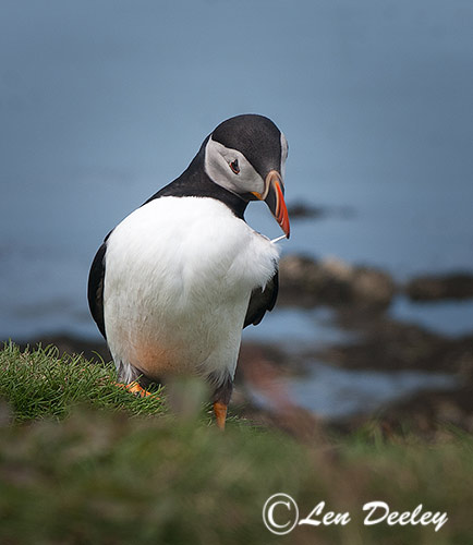 collberwick2014june05