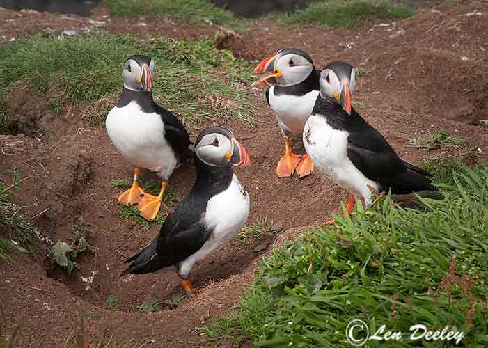 collberwick2014june06