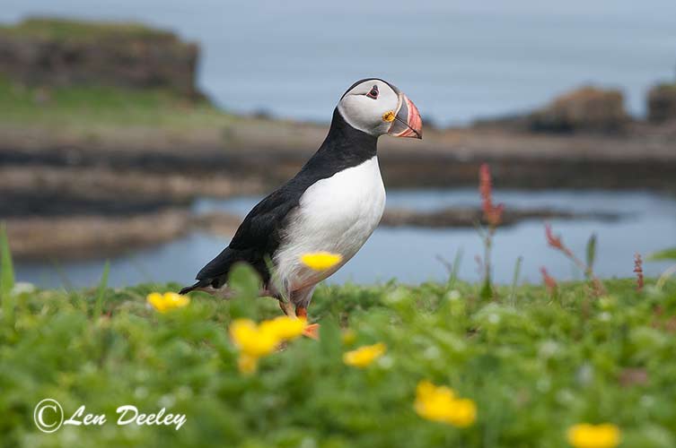 collberwick2014june07