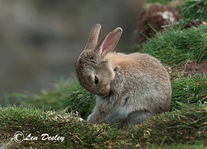 collberwick2014june08