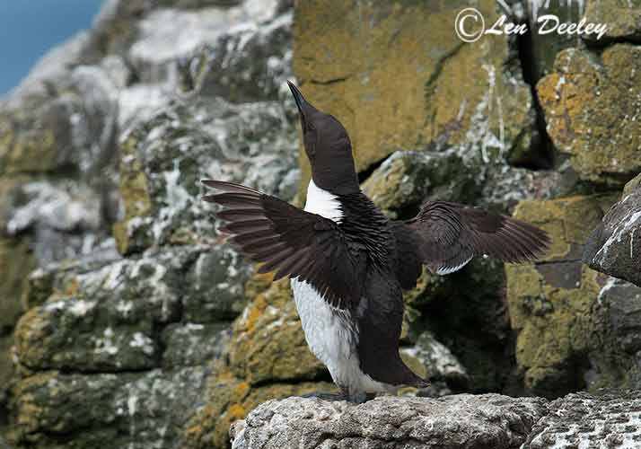 collberwick2014june11