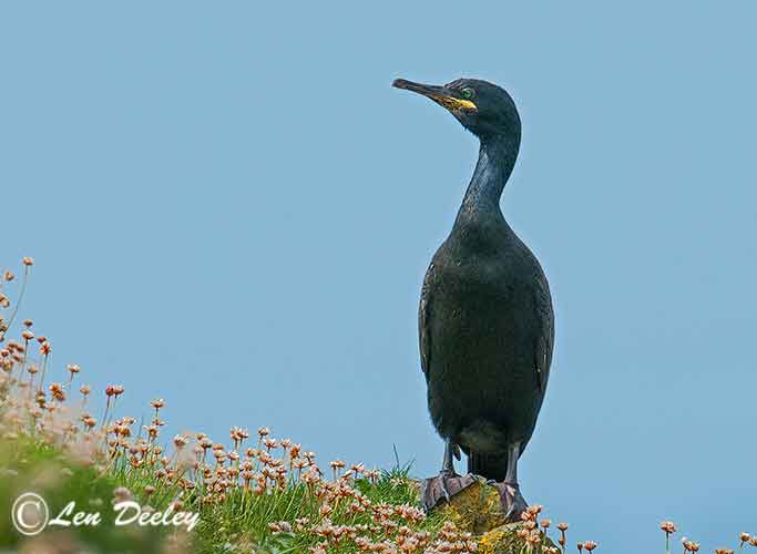 collberwick2014june14