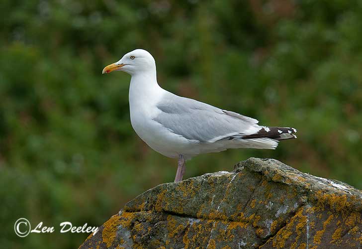 collberwick2014june15