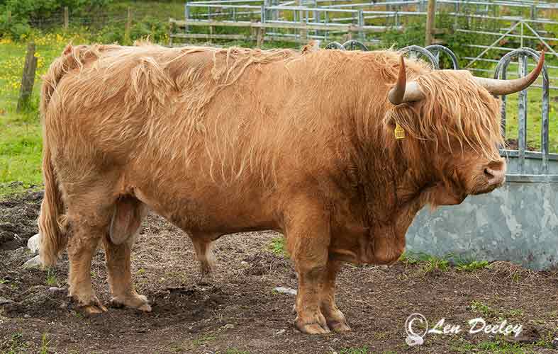 collberwick2014june46