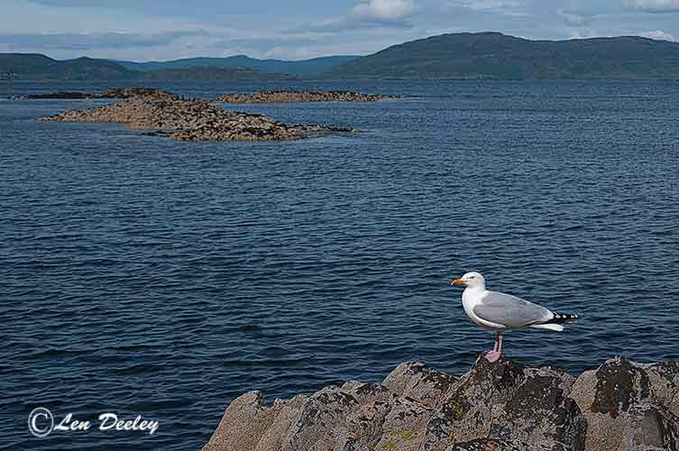 collberwick2014jun61