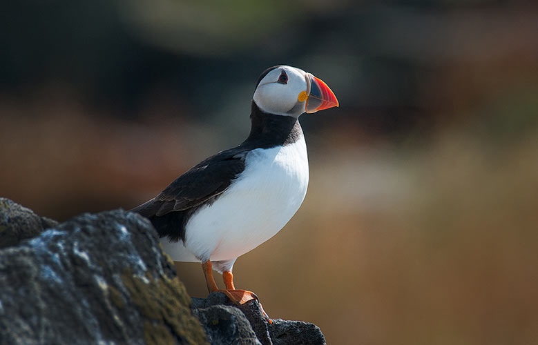 collberwick2014jun75
