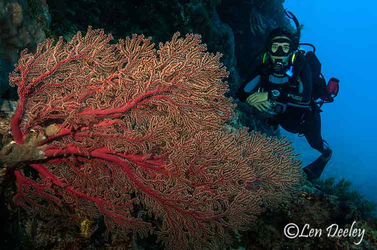 coralsea2013nov23