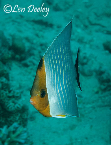 djibouti2014jan14