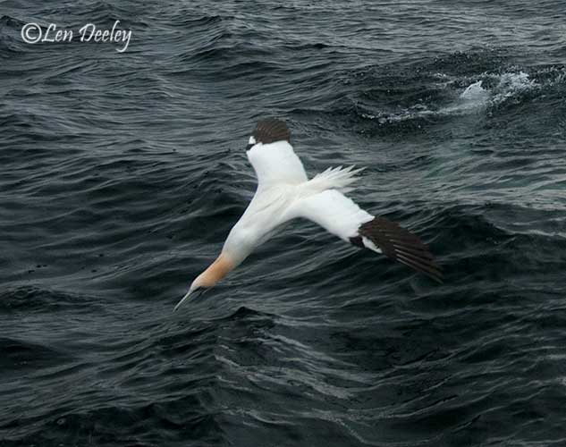 eastlothian203june21