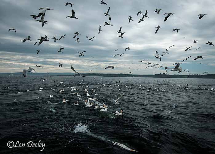 eastlothian203june25