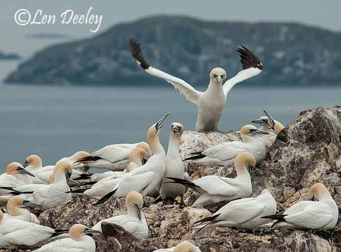 eastlothian203june32