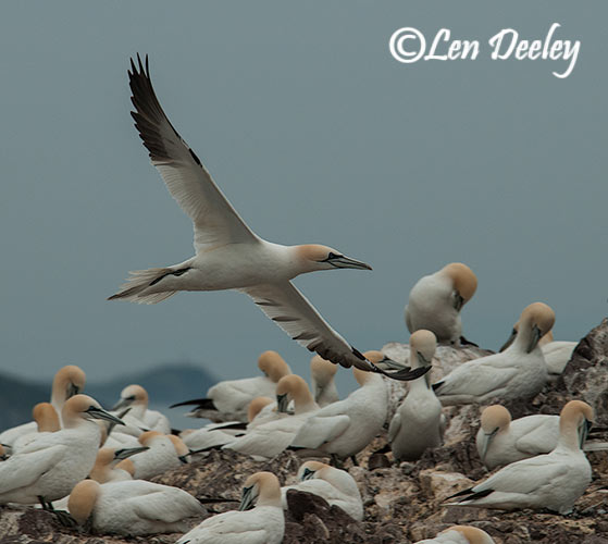 eastlothian203june33