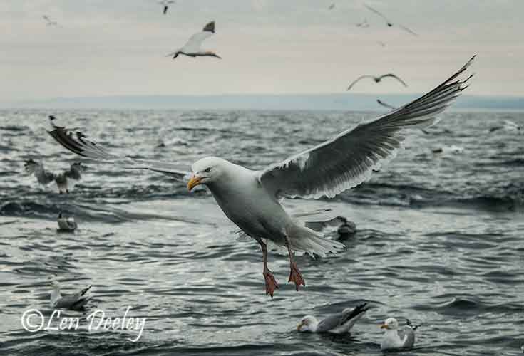eastlothian203june40