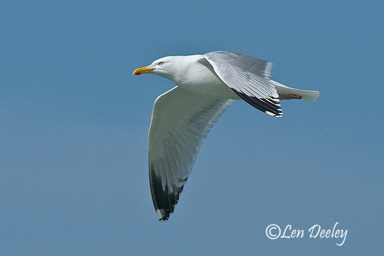hebrides2008may04