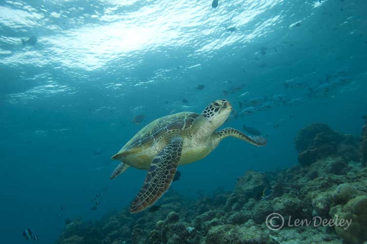 maldives01