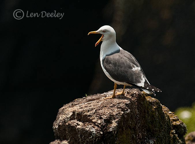 pembrokeshire2012may01
