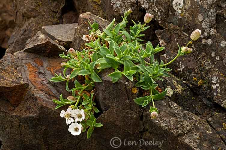 pembrokeshire2012may02