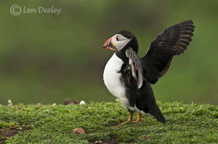 pembrokeshire2012may03