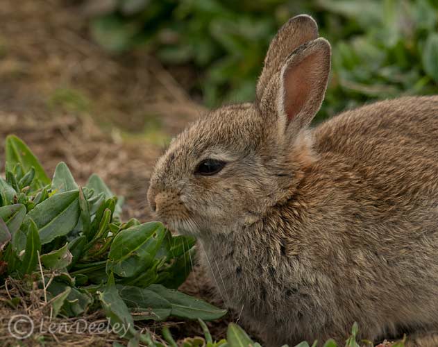 pembrokeshire2012may04