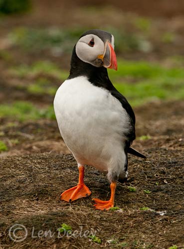 pembrokeshire2012may05