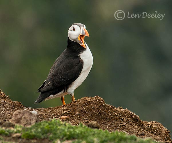 pembrokeshire2012may06