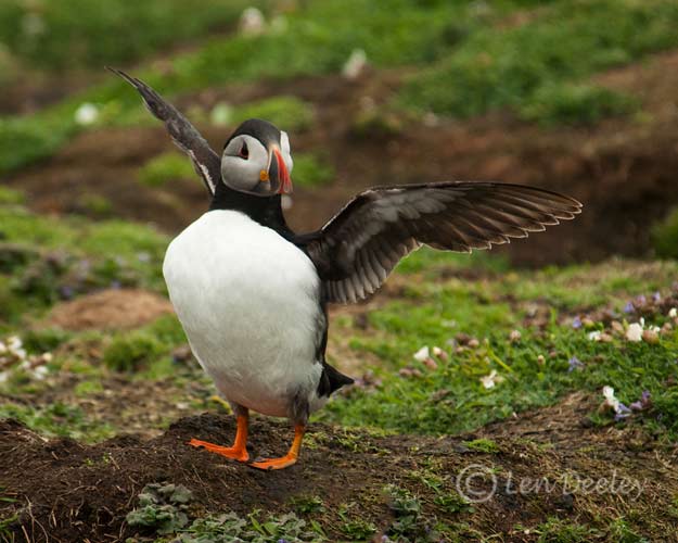 pembrokeshire2012may10