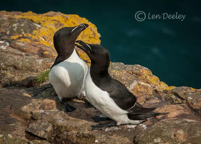 pembrokeshire2012may11