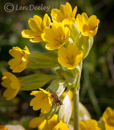 pembrokeshire2012may13