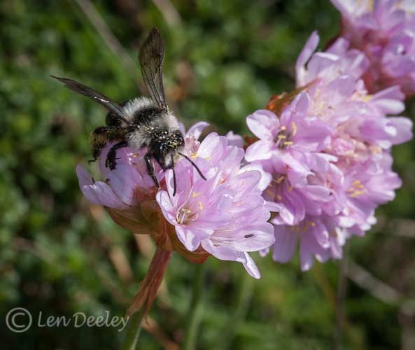 pembrokeshire2012may15