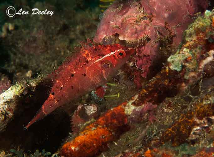 rajaampat2014sept09