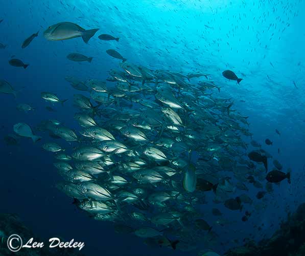 rajaampat2014sept20