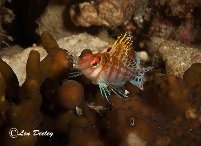 rajaampat2014sept31