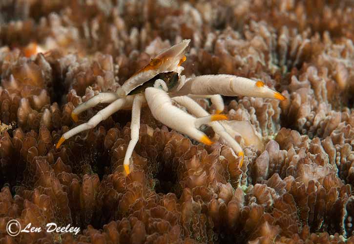 rajaampat2014sept32