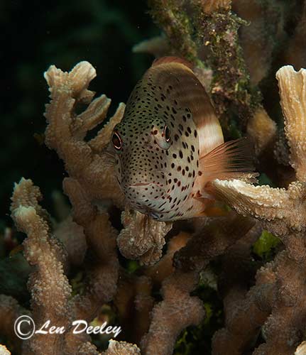 rajaampat2014sept34