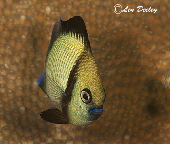 rajaampat2014sept45