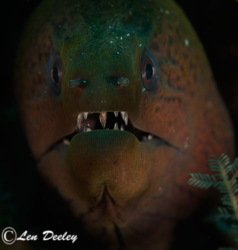 rajaampat2014sept53