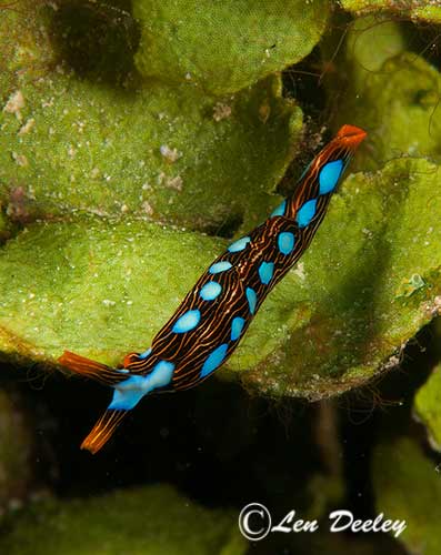 rajaampat2014sept54