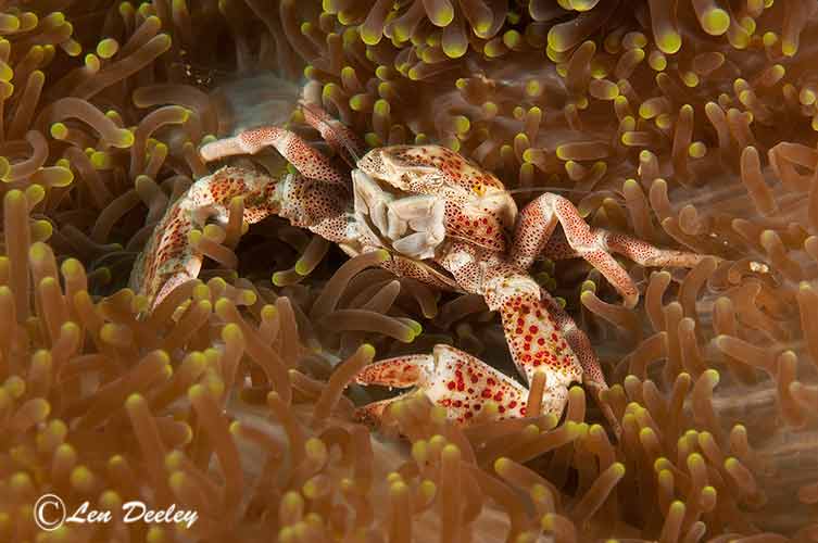 rajaampat2014sept73