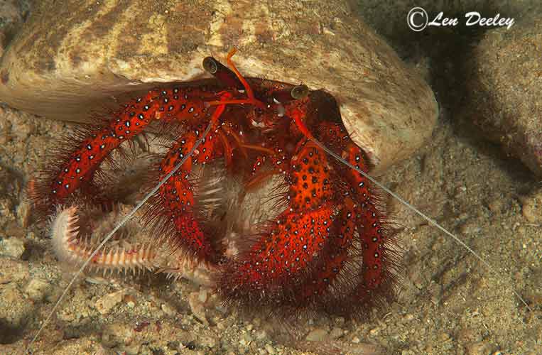 rajaampat2014sept79