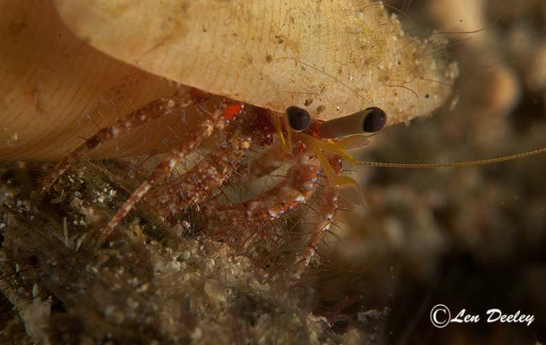 rajaampat2014sept84