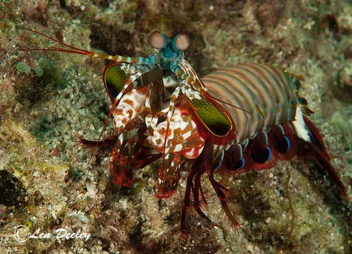 rajaampat2014sept86