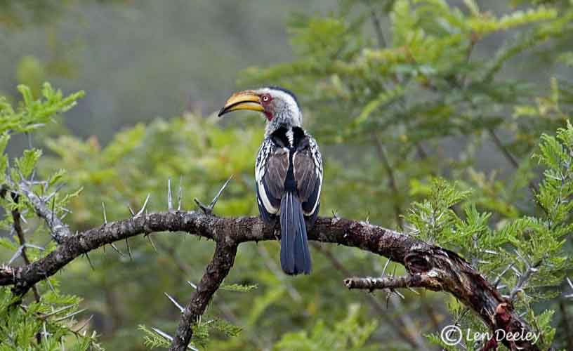 samozambiqueland04