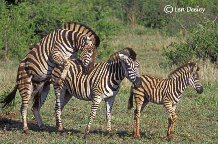 samozambiqueland07